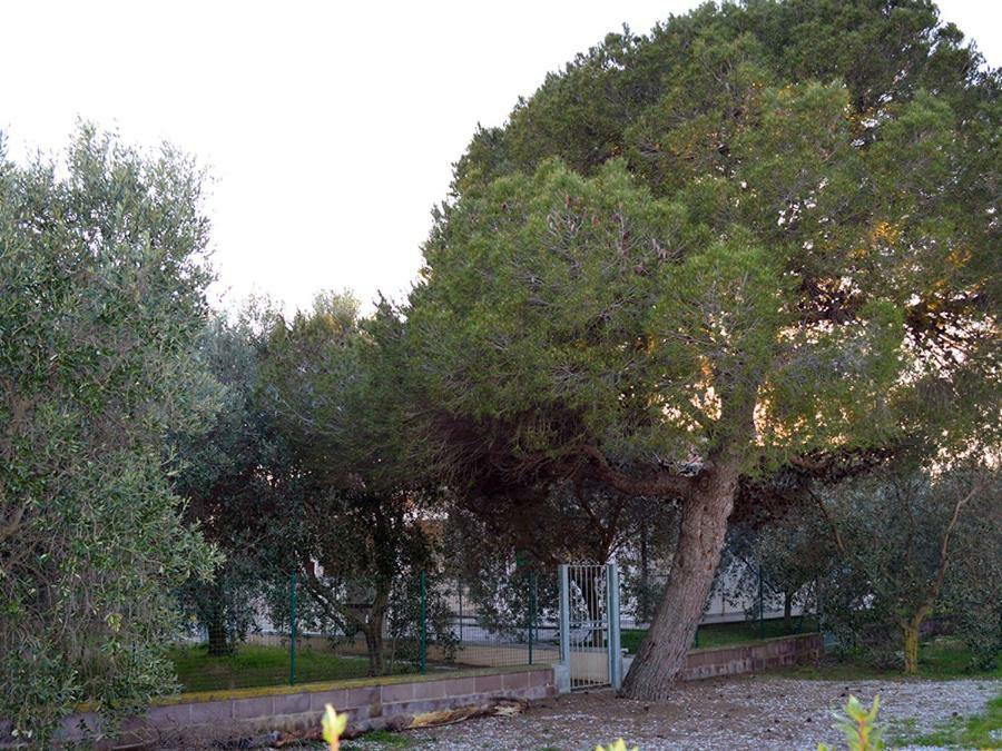 Agriturismo Olivomare Piombino Eksteriør billede